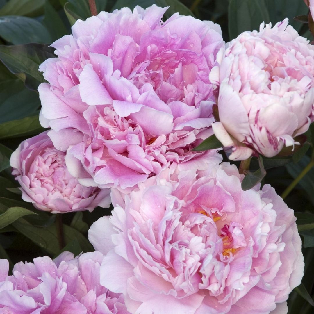 Peony Sarah Bernhardt #2