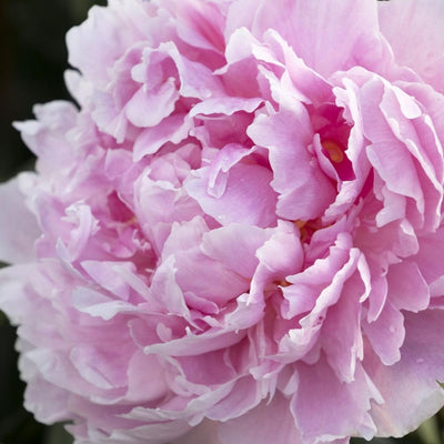 Peony Sarah Bernhardt #2