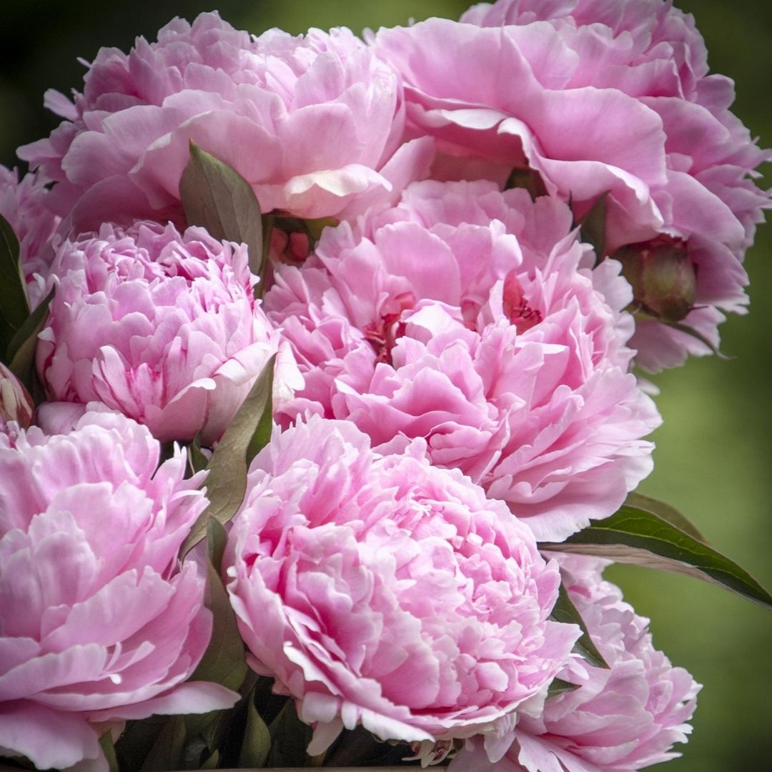 Peony Sarah Bernhardt #2