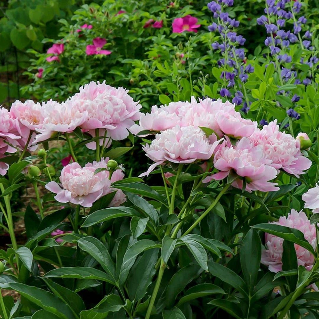 Peony Sarah Bernhardt #2