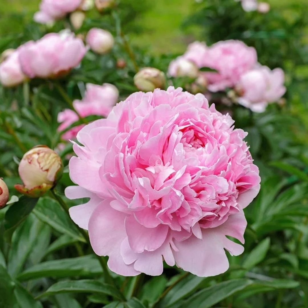 Peony Sarah Bernhardt #2