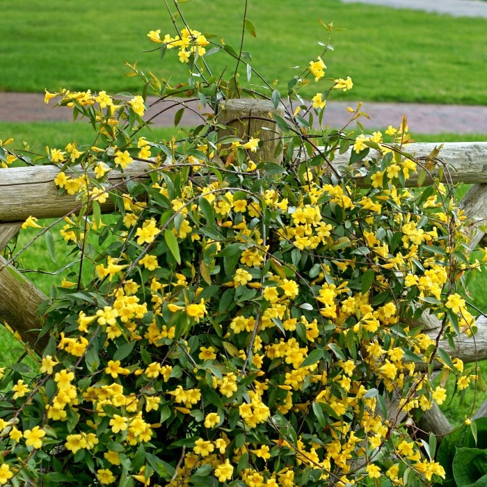 VINE - Gelsemium 'Margarita'