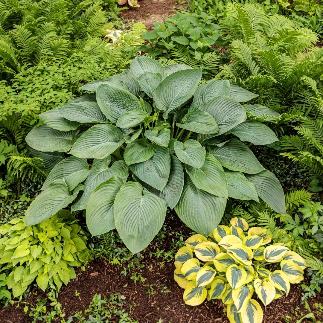 Hosta 'Empress Wu' (PW)