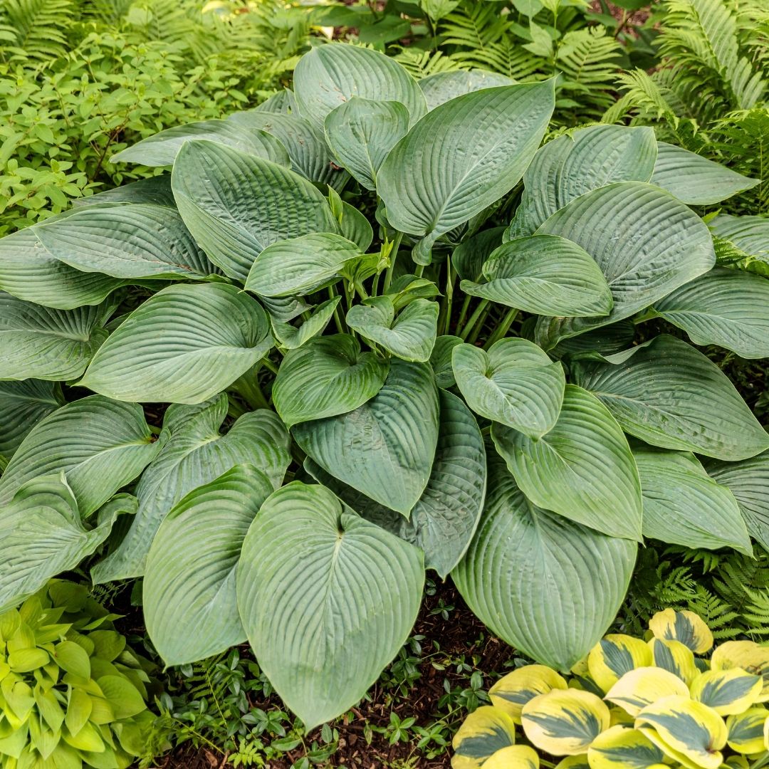 Hosta 'Empress Wu' (PW)