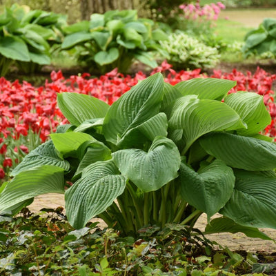 Hosta 'Empress Wu' (PW)