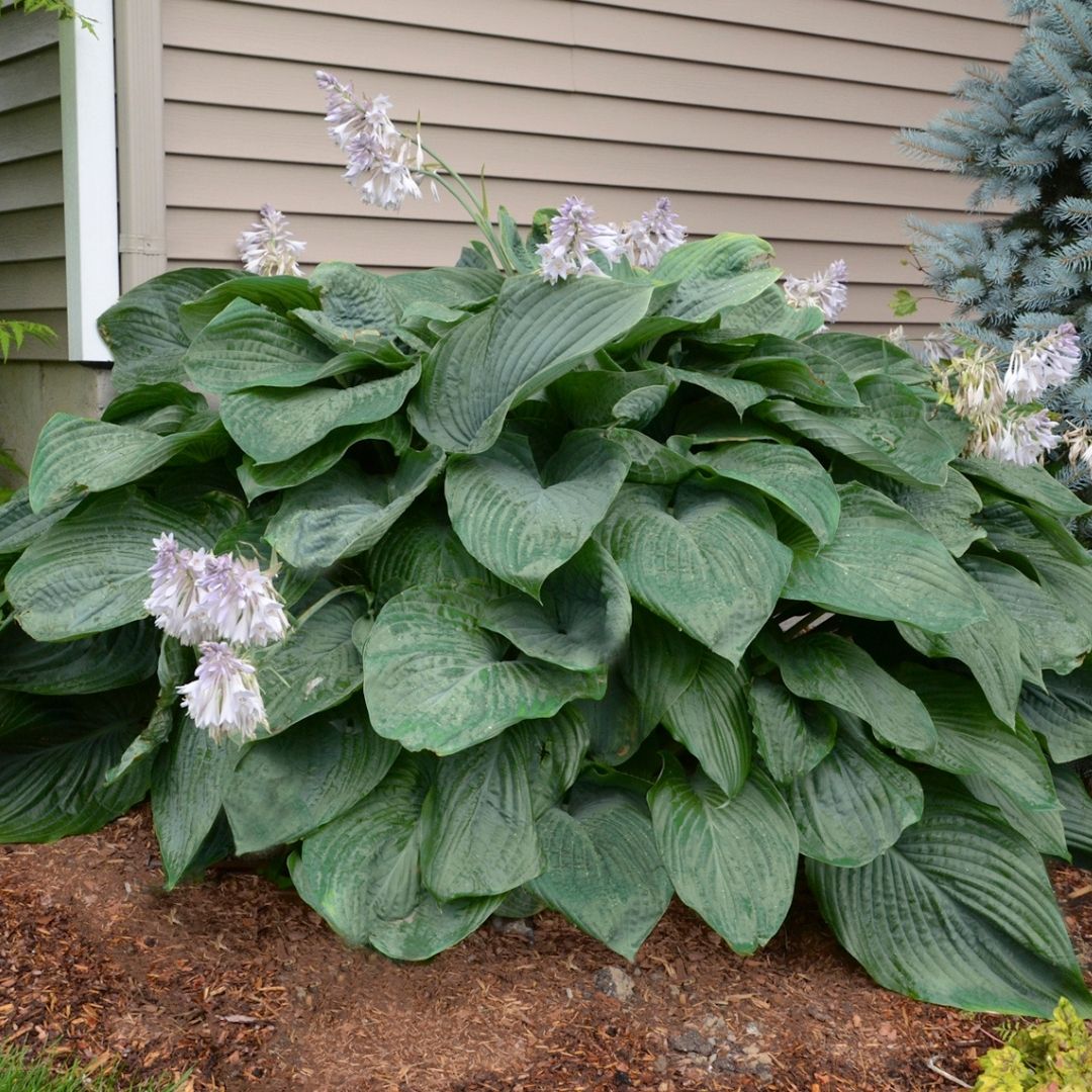 Hosta 'Empress Wu' (PW)