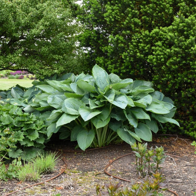 Hosta 'Empress Wu' (PW)