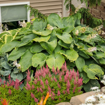 Hosta 'Empress Wu' (PW)