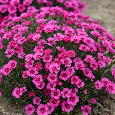 Dianthus 'Paint the Town Fancy' (PW)