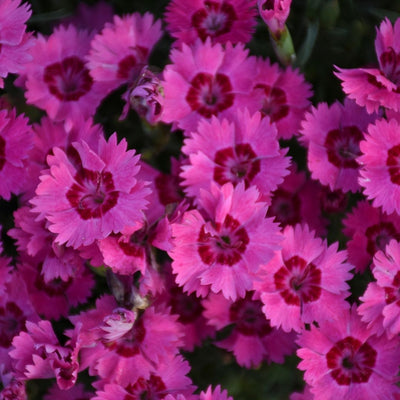 Dianthus 'Paint the Town Fancy' (PW)