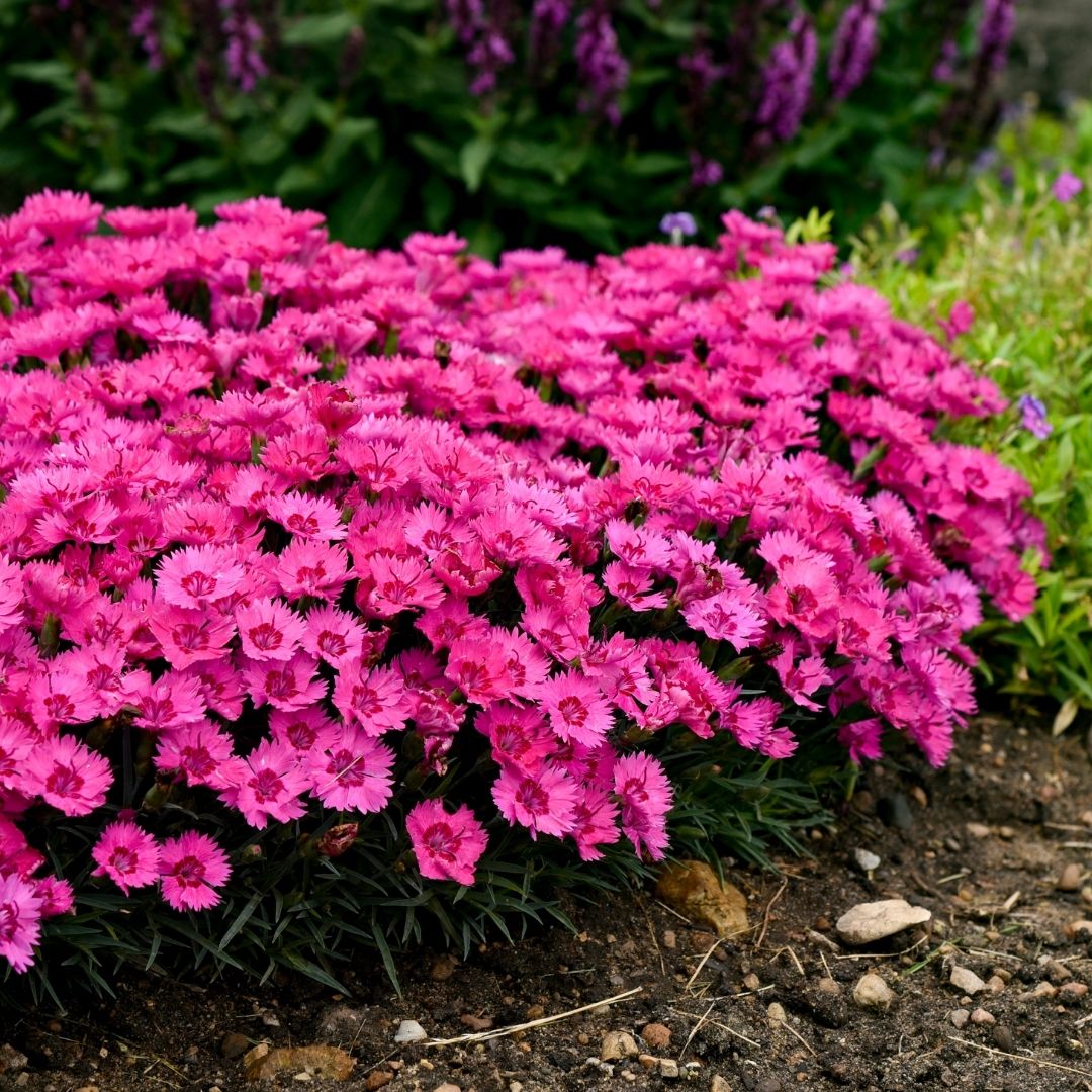 Dianthus 'Paint the Town Fancy' (PW)