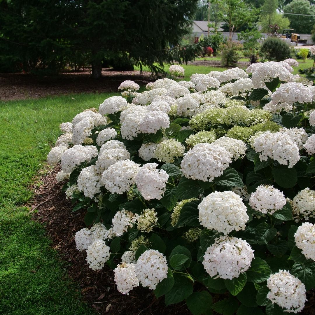 Hydrangea arb. 'Wee White' (PW)