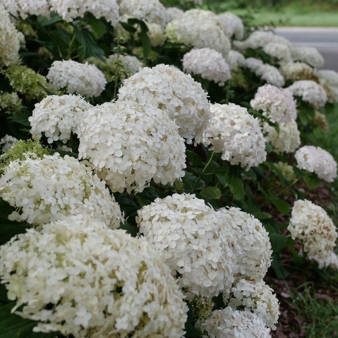 Hydrangea arb. 'Wee White' (PW)