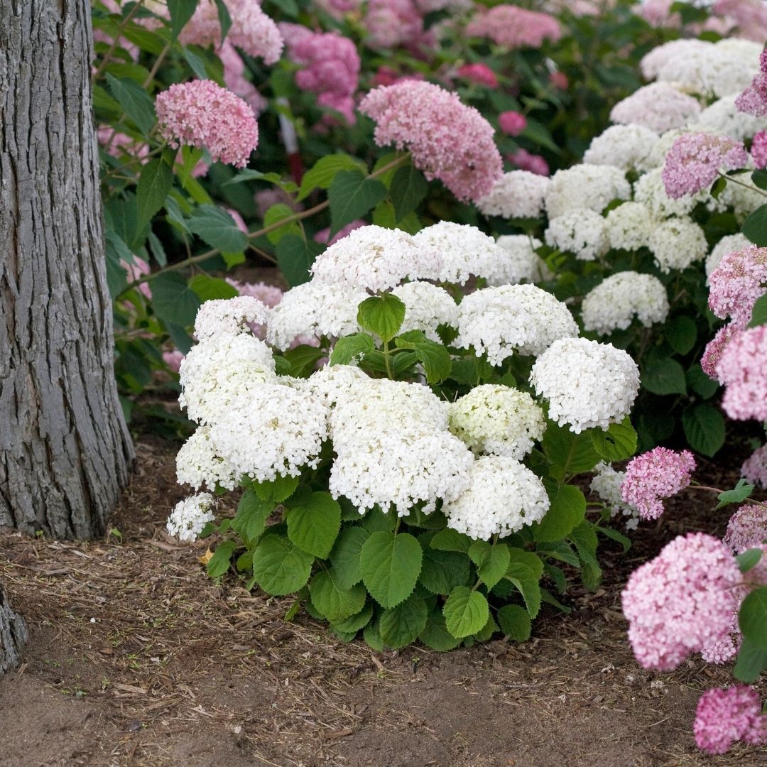 Hydrangea arb. 'Wee White' (PW)