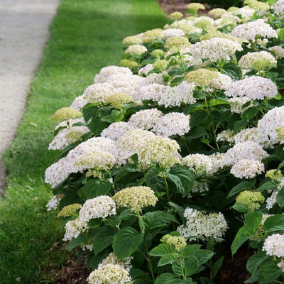 Hydrangea arb. 'Wee White' (PW)