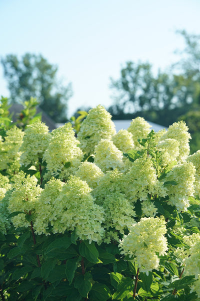 Hydrangea pan. Limelight Prime® (PW)