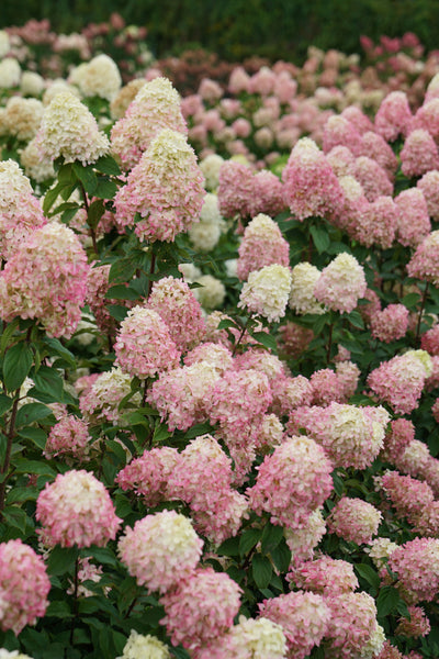 Hydrangea pan. Limelight Prime® (PW)