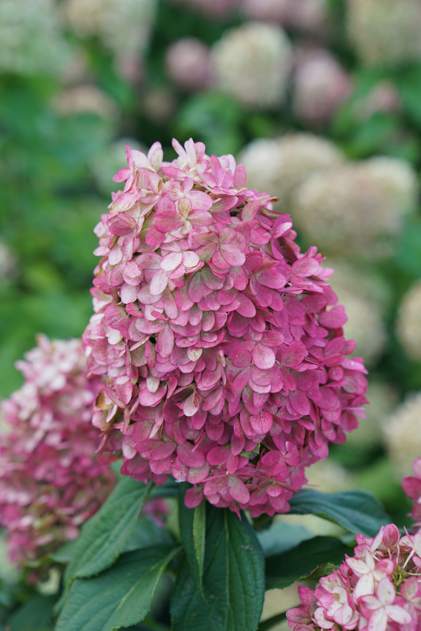 Hydrangea pan. Limelight Prime® (PW)