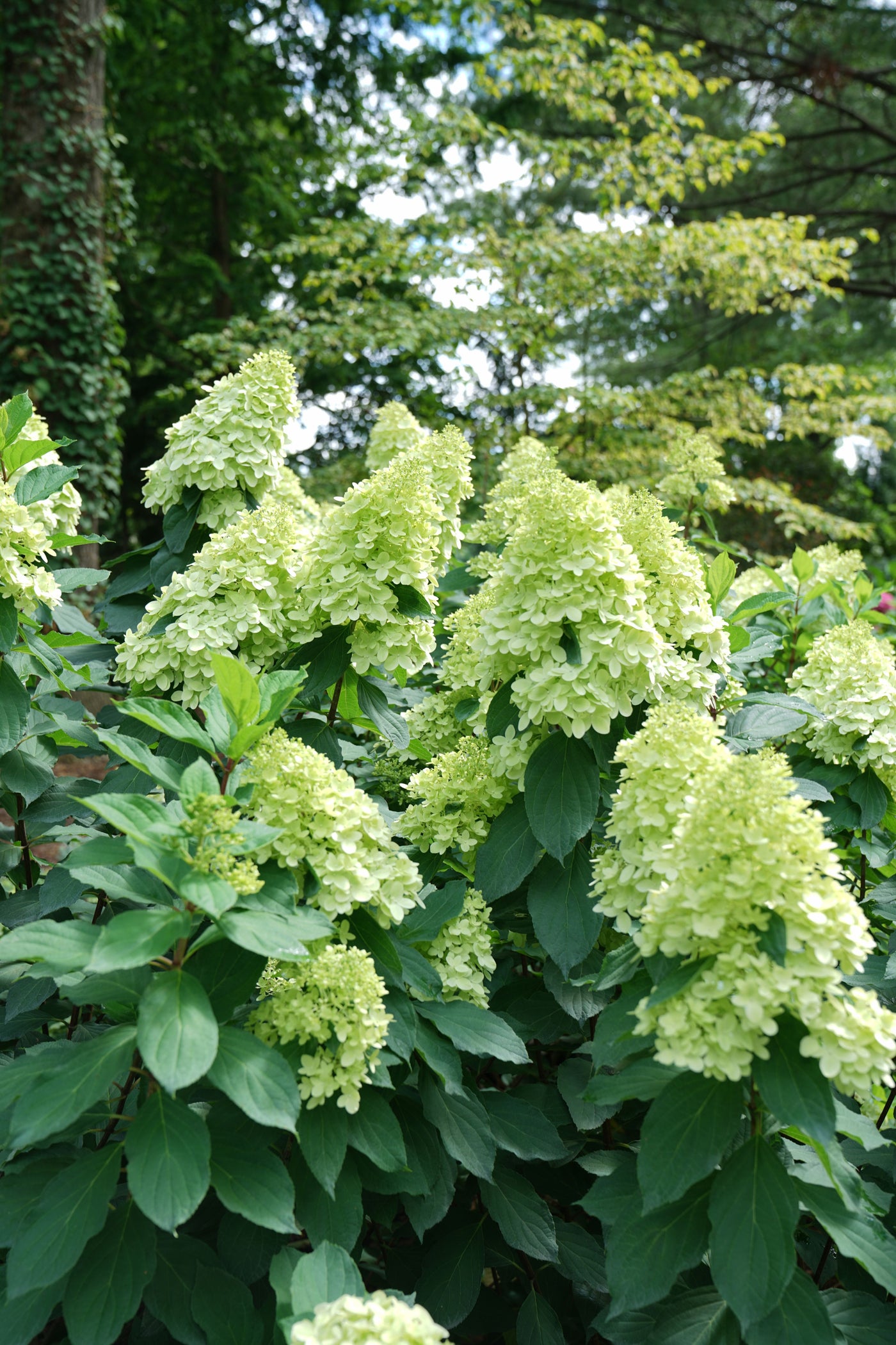 Hydrangea pan. Limelight Prime® (PW)