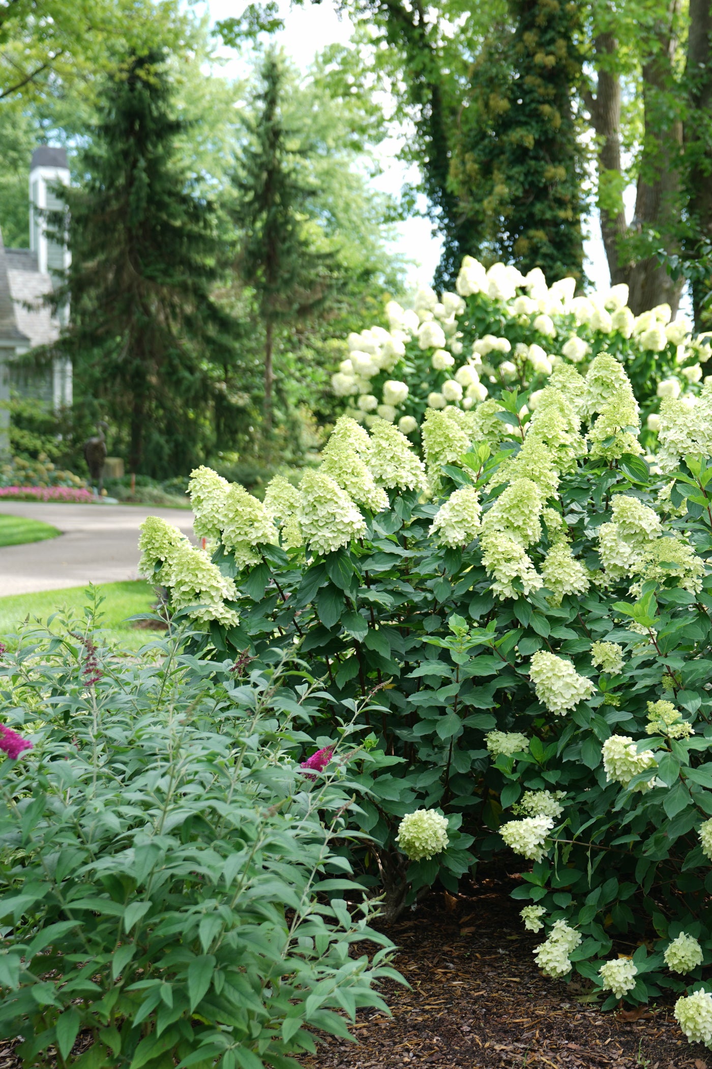 Hydrangea pan. Limelight Prime® (PW)