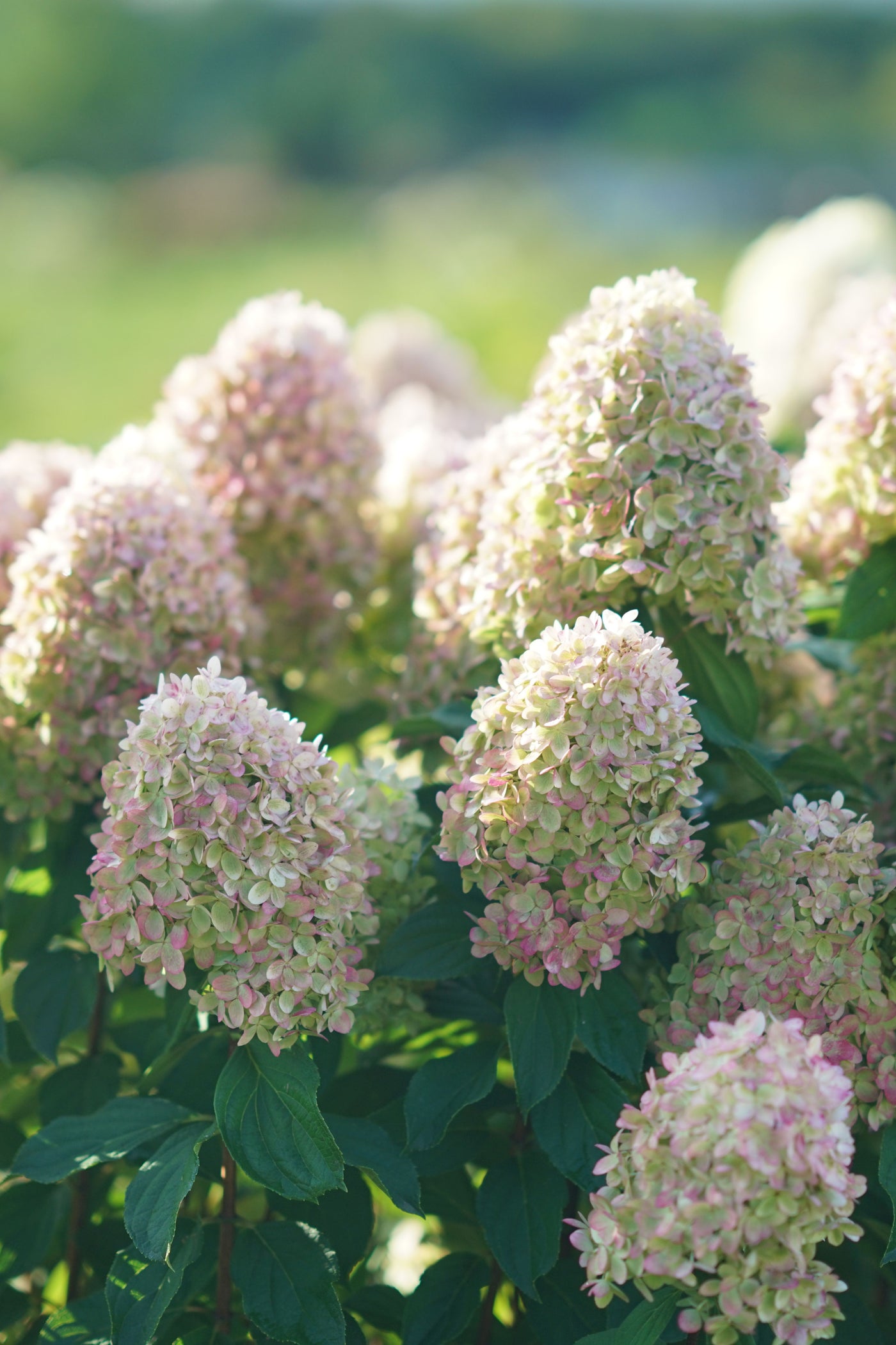 Hydrangea pan. Limelight Prime® (PW)