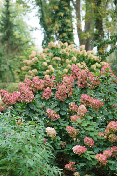 Hydrangea pan. Limelight Prime® (PW)