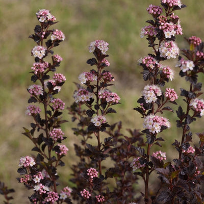 Physocarpus Tiny WIne® (PW)