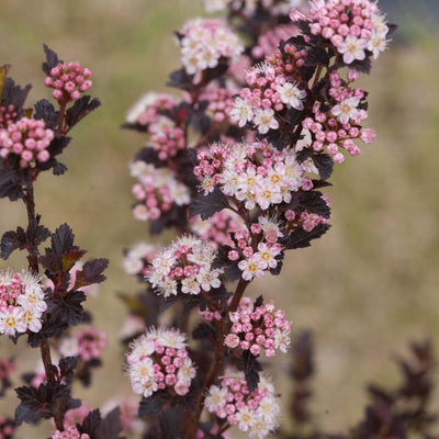 Physocarpus Tiny WIne® (PW)