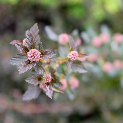 Physocarpus Tiny WIne® (PW)