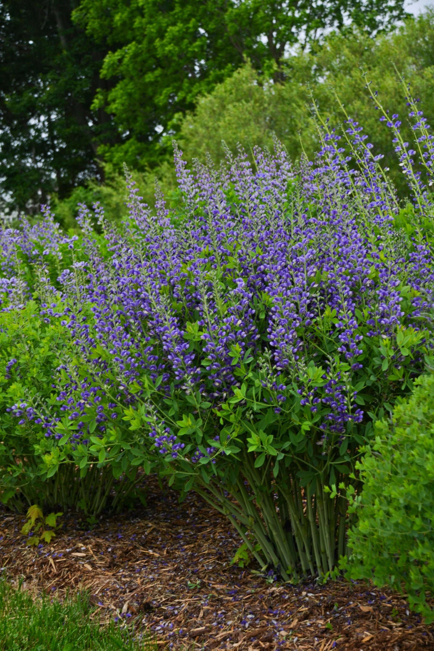 Baptisia 'Blueberry Sundae' (PW)