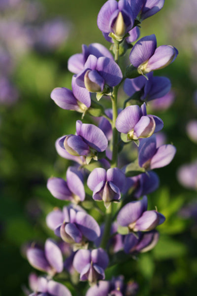 Baptisia 'Blueberry Sundae' (PW)