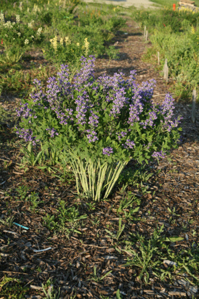 Baptisia 'Blueberry Sundae' (PW)