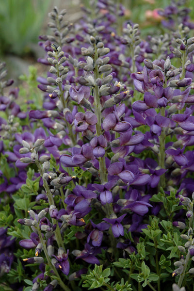 Baptisia 'Blueberry Sundae' (PW)