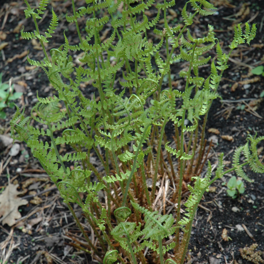 Fern Eastern Wood Fern (Dry. marginalis) *TB*