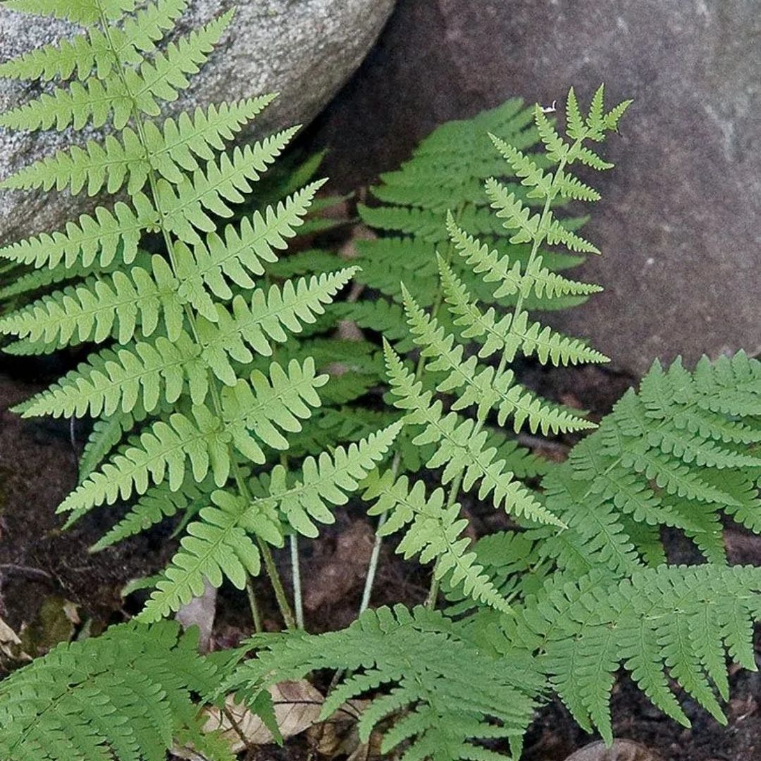 Fern Eastern Wood Fern (Dry. marginalis) *TB*