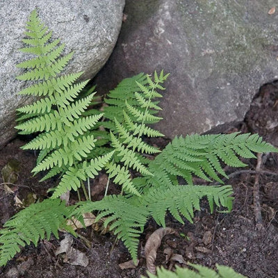 Fern Eastern Wood Fern (Dry. marginalis) *TB*