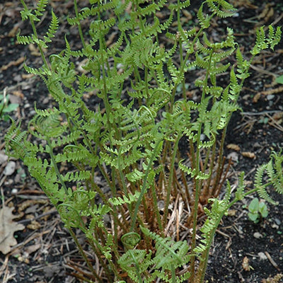 Fern Eastern Wood Fern (Dry. marginalis) *TB*