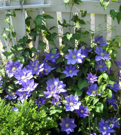 VINE - Clematis 'HF Young'