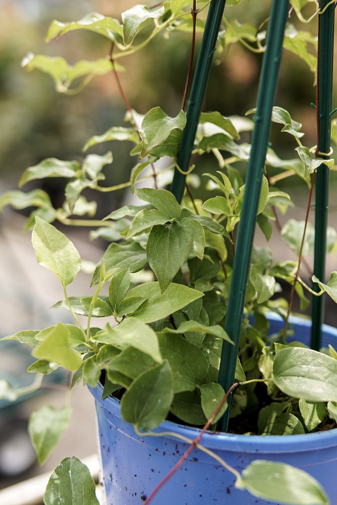 VINE - Clematis 'HF Young'