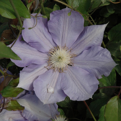 VINE - Clematis 'HF Young'