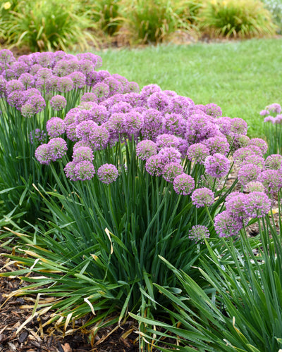 Allium 'Serendipity' PW #2C