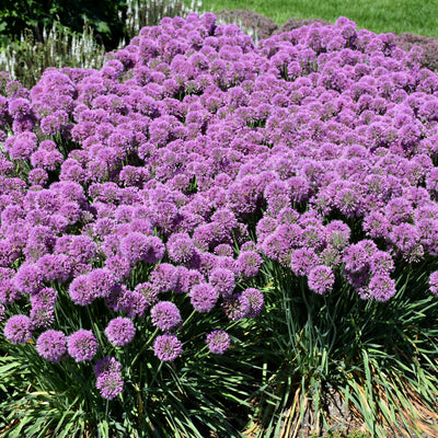 Allium 'Serendipity' PW #2C