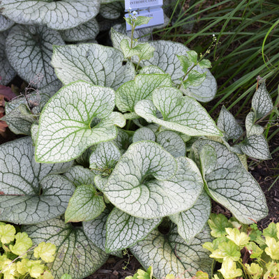 Brunnera m. 'Queen of Hearts' #1.5C