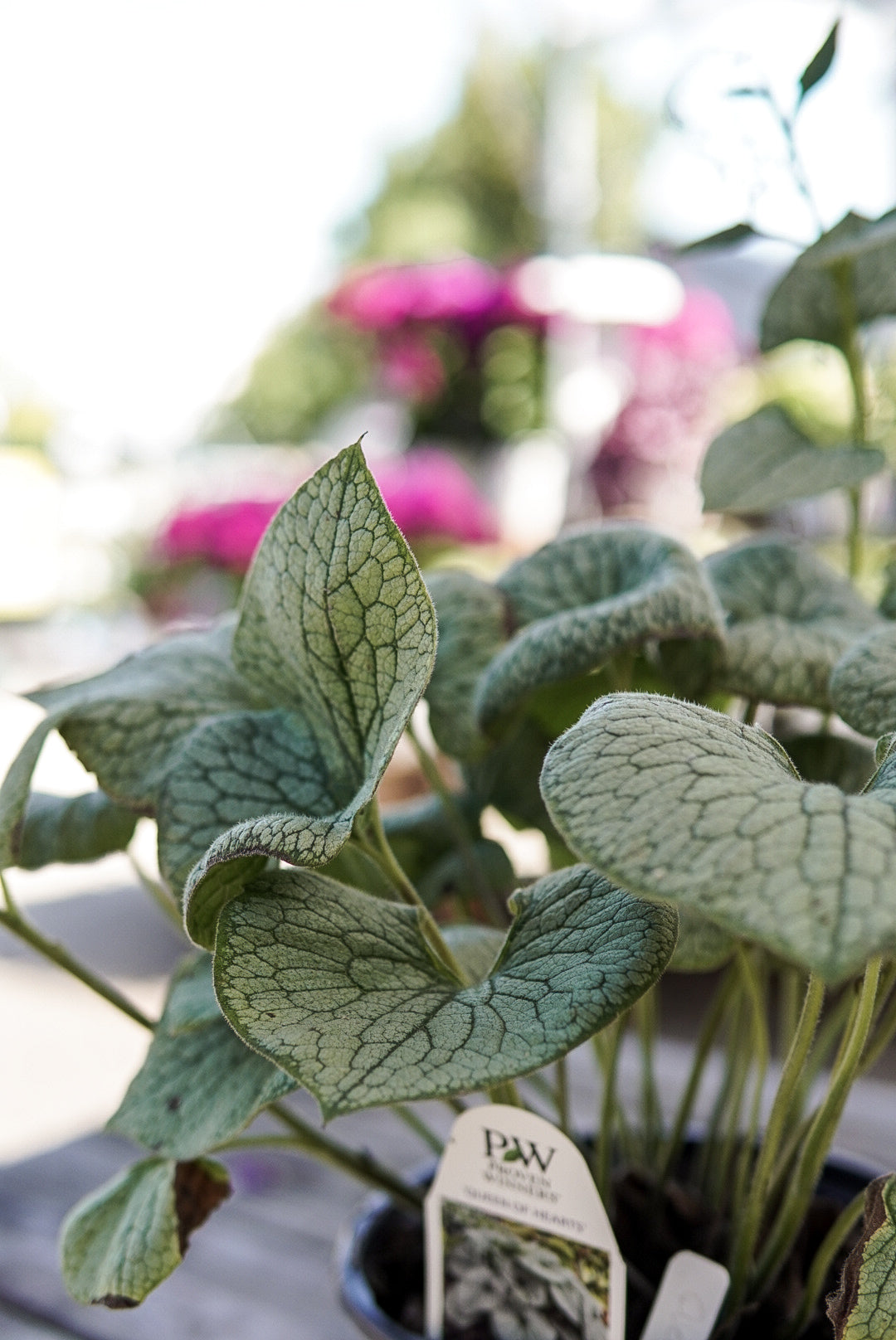 Brunnera m. 'Queen of Hearts' #1.5C