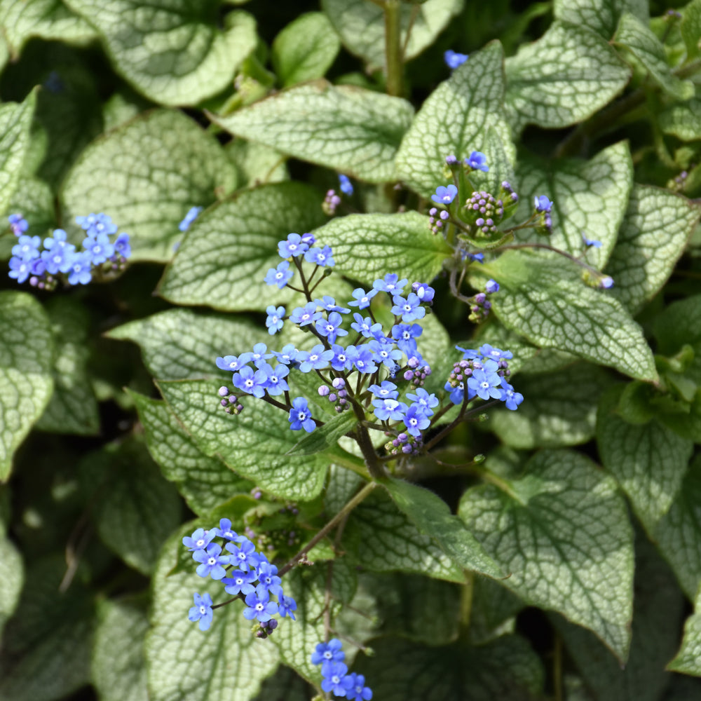 Brunnera m. 'Queen of Hearts' #1.5C