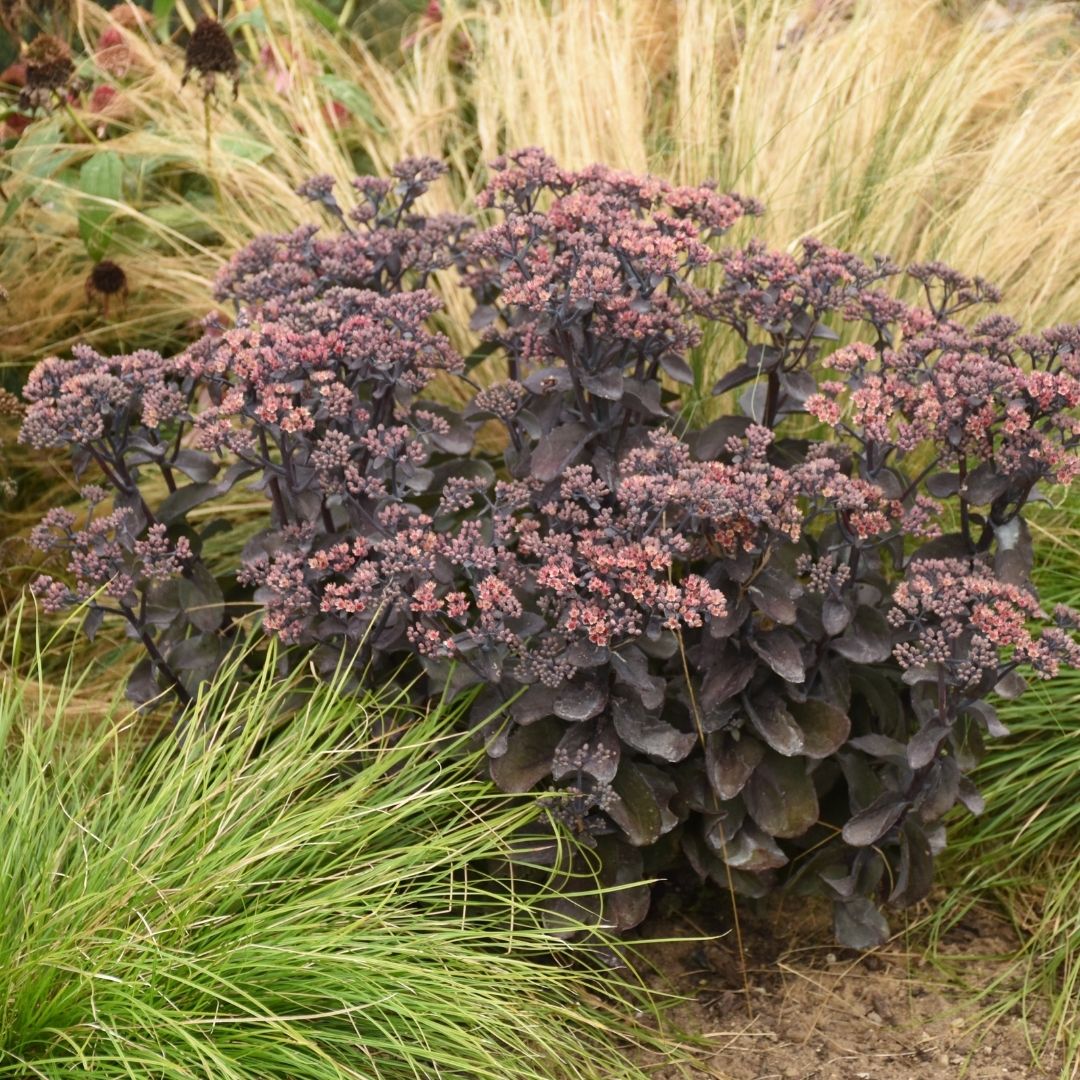 Sedum Rock 'n Grow 'Back in Black' #1.5C