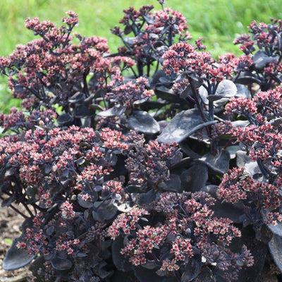 Sedum Rock 'n Grow 'Back in Black' #1.5C