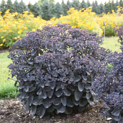 Sedum Rock 'n Grow 'Back in Black' #1.5C