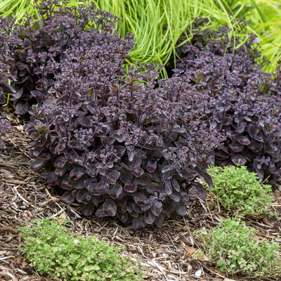 Sedum Rock 'n Grow 'Back in Black' #1.5C