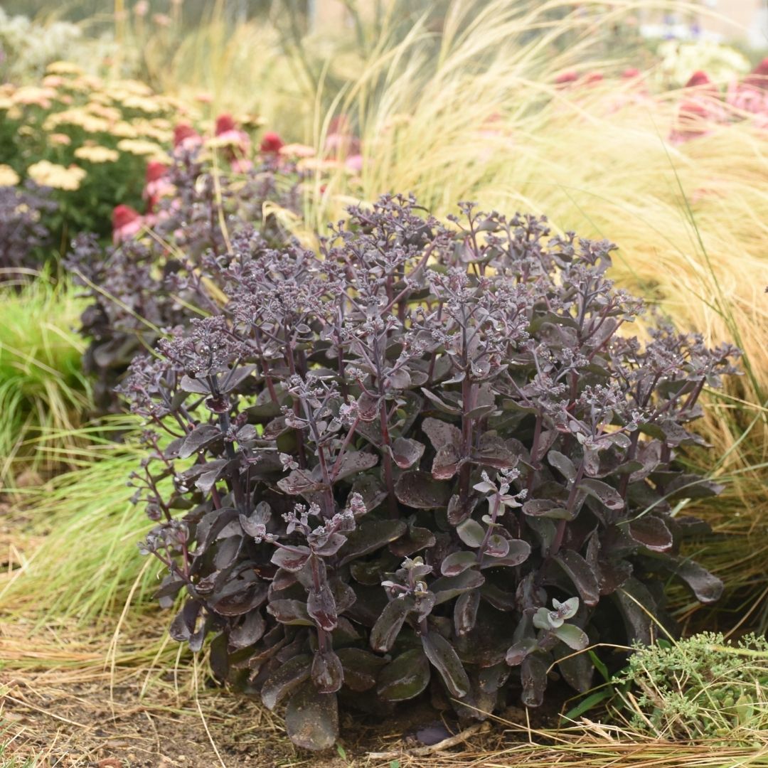 Sedum Rock 'n Grow 'Back in Black' #1.5C